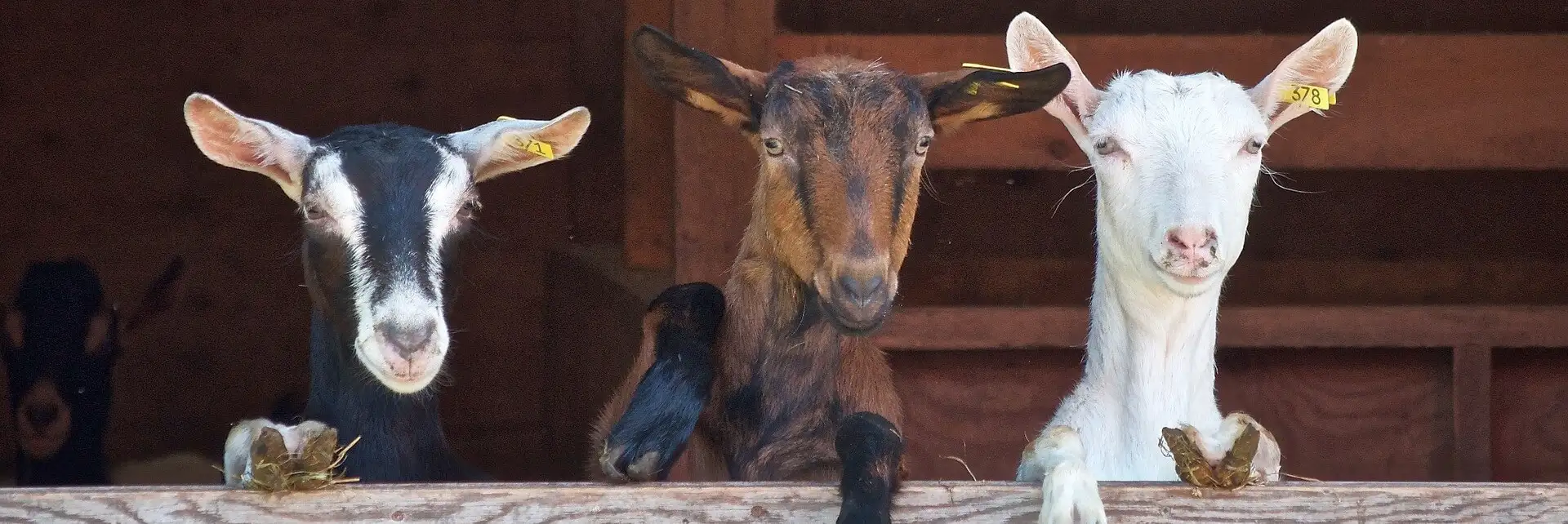 Over AlleKinderboerderijen