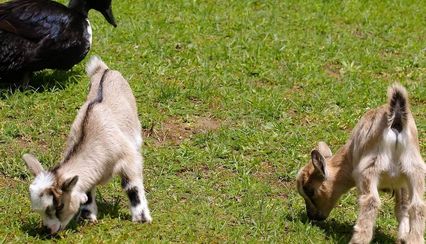 Kinderboerderij Quirijnstok