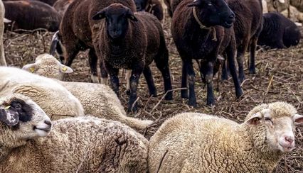Schaapskooi Schaap En Zo